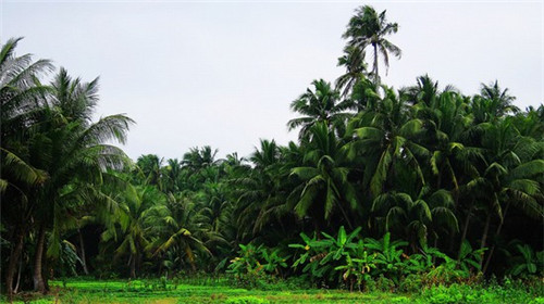长沙奶茶加盟店加盟费多少